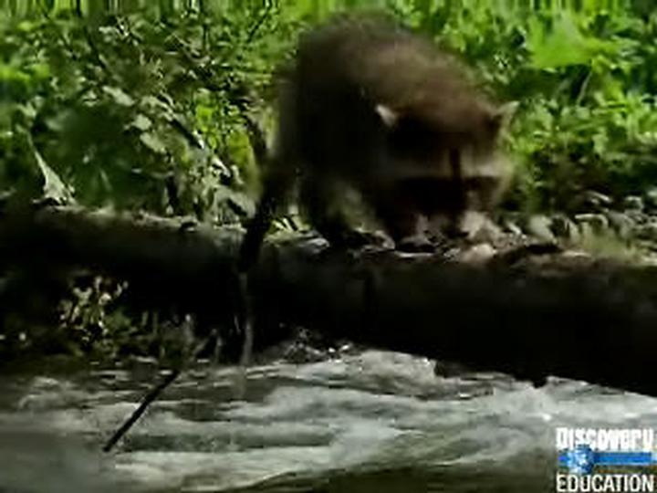 Animals around Us | Discovery Education