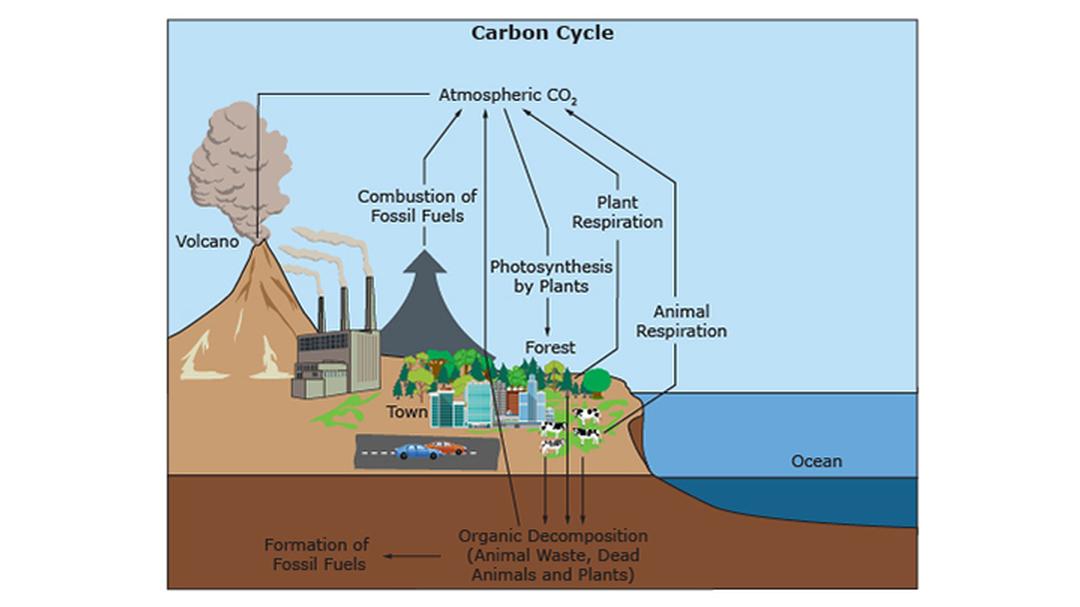 Carbon Cycle