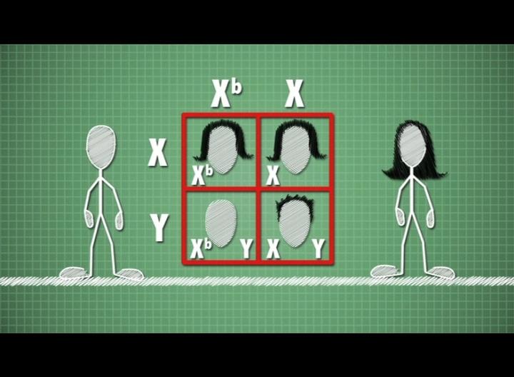 Biology in Focus: Genetics: Part 02 | Discovery Education