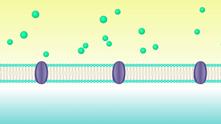 Passive Transport Processes | Discovery Education