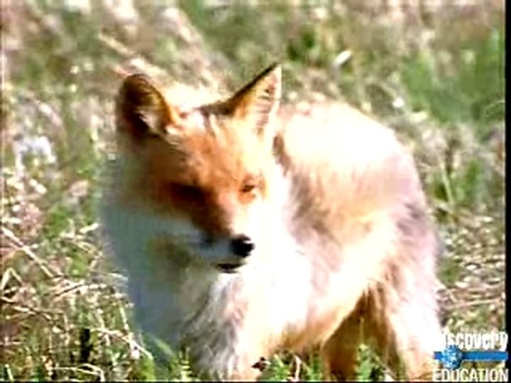 Animal Alphabet Discovery Education