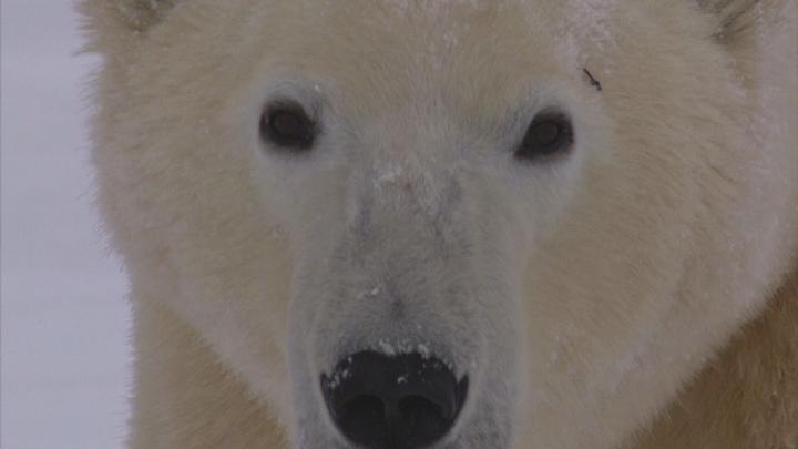 Back To Polar Bear Basics Virtual Field Trip: Elementary | Discovery ...