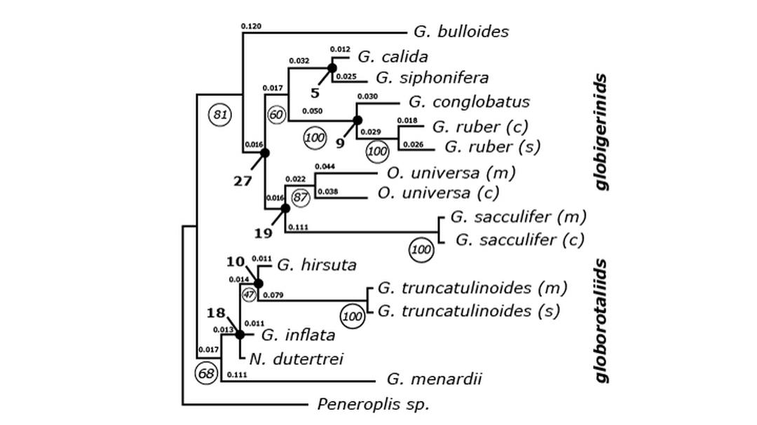 Foram Phylogeny