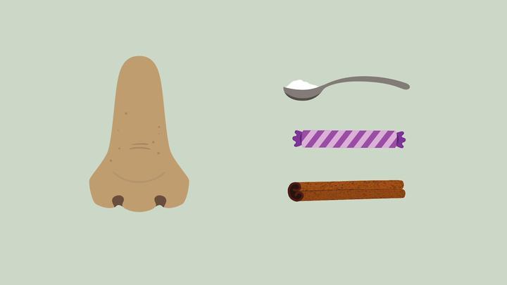 Discovery Science Alliance: Our Sense of Smell | Discovery Education