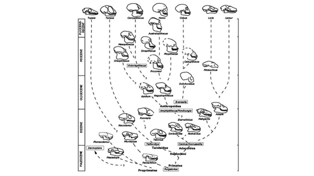 Primate Tree