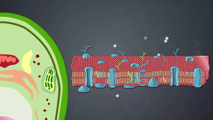 Plasma Membrane | Discovery Education