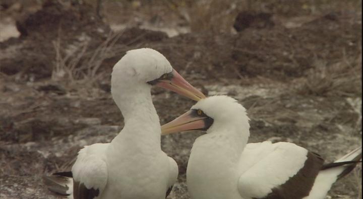 Biology in Focus: How Do Organisms Evolve? | Discovery Education