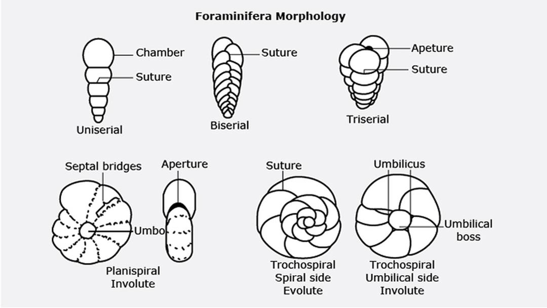 Foraminifera Morphology