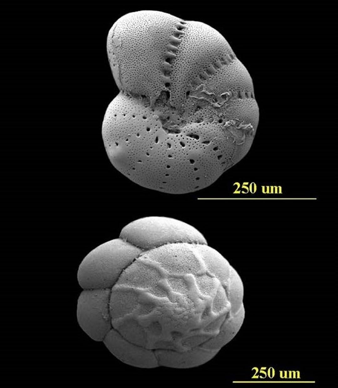 Fossils of Foraminifera