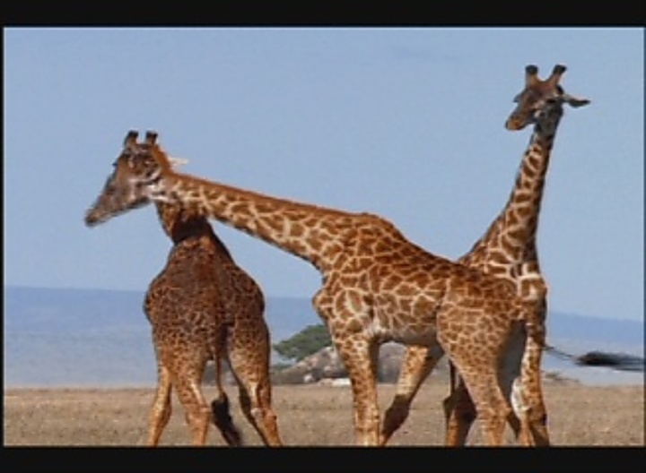 Animal Colors and Shapes (Audio Description Version) Discovery Education